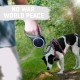 Retractable Dog Leash