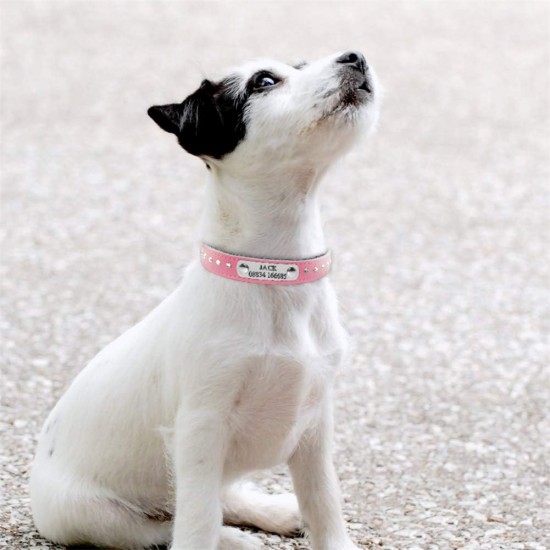 Pet Dog Collar